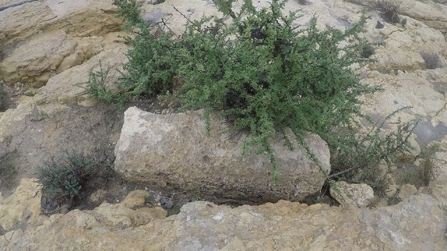 אבן מיל שנמצאה בדרך הבשמים (צילום: גלעד כרמלי)